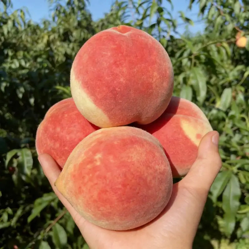 Sweet Juicy Peach Tree Seedlings - Organic & High Survival Rate
