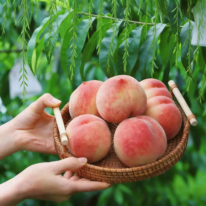 Sweet Juicy Peach Tree Seedlings - Organic & High Survival Rate