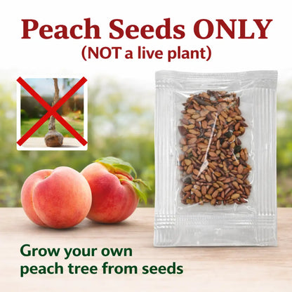 Sweet Juicy Peach Tree Seedlings - Organic & High Survival Rate